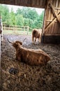 Scottish highland cattle lying in the pen. Back view of big brown hairy cow Royalty Free Stock Photo