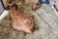 Scottish highland cattle lying in the pen. Back view of big brown hairy cow Royalty Free Stock Photo