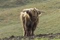 Scottish Highland Cattle in a pasture