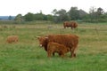 Scottish highland cattle in the pasture, mother suckles her calf Royalty Free Stock Photo