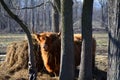 Scottish Highland Cattle in pasture Royalty Free Stock Photo