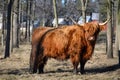Scottish Highland Cattle with red muddy coat in late winter pasture la Royalty Free Stock Photo