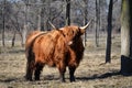 Scottish Highland Cattle Royalty Free Stock Photo