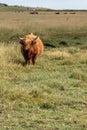 Scottish highland cattle in a salt marsh near St. Peter BÃÂ¶hl Royalty Free Stock Photo