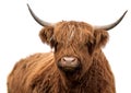 Scottish highland cattle Royalty Free Stock Photo