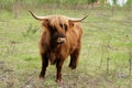 Scottish highland cattle