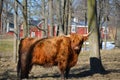 Scottish Highland Cattle in trees with red barns Royalty Free Stock Photo