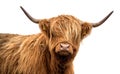 Scottish highland cattle on a white background Royalty Free Stock Photo