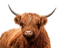 Scottish highland cattle isolated Royalty Free Stock Photo