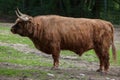 Scottish highland cattle (Bos primigenius taurus). Royalty Free Stock Photo