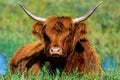 Scottish highland coo Royalty Free Stock Photo