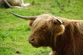 Scottish Highland cow, bull Royalty Free Stock Photo