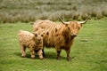 Scottish Highland Cow & Calf