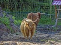 Scottish highland cow calf Royalty Free Stock Photo