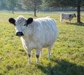 Scottish highland cow calf. Royalty Free Stock Photo