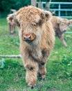 Scottish Highland cow calf Royalty Free Stock Photo