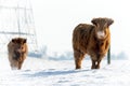 Scottish Highland cow and Calf in Snow