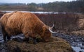 Scottish Highland Cow eating grass in a muddy field in winter at Mossdale Royalty Free Stock Photo