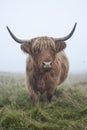 Scottish Highland Cow