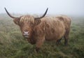 Scottish Highland Cow