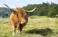 Scottish highland cow in field. Highland cattle. Scotland.