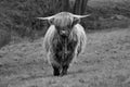 Scottish highland cow calf in field Royalty Free Stock Photo