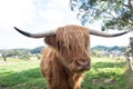 Scottish Highland Cow giving a side look