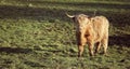 Scottish highland cow grazing Royalty Free Stock Photo