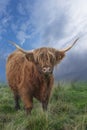 Scottish highland cow grazing