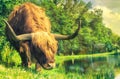Scottish Highland Cow grazing on grass Royalty Free Stock Photo