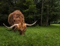 Scottish Highland Cow grazing on grass in Scotland Royalty Free Stock Photo