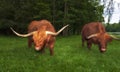 Scottish Highland Cow grazing on grass in Scotland Royalty Free Stock Photo