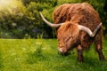 Scottish Highland Cow grazing on grass in Scotland Royalty Free Stock Photo