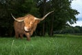 Scottish Highland Cow grazing on grass in Scotland Royalty Free Stock Photo