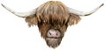 Scottish highland cow head. Hand-drawn watercolor illustration. Year of the Ox 2021.