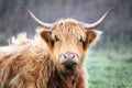 Scottish Highland Cow on the Isle of Skye, Scotland