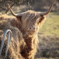 Scottish Highland Cow on the Isle of Skye, Scotland