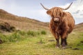 Scottish Highland Cow on the Isle of Skye, Scotland