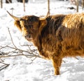 Scottish highland cow with long horns and ginger red fur Royalty Free Stock Photo