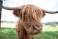 Scottish Highland Cow looking at the camera through his fringe Royalty Free Stock Photo