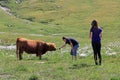 The Scottish Highland cow Royalty Free Stock Photo