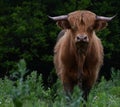 Scottish Highland cow Royalty Free Stock Photo