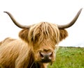 Scottish highland cow