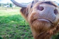 Scottish Highland Cow close up of his nose and mouth Royalty Free Stock Photo
