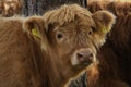 Scottish Highland cow portrait, calf Royalty Free Stock Photo