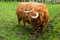 Scottish highland cow portrait