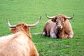 Scottish Highland Cow Royalty Free Stock Photo