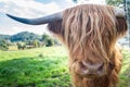 Scottish Highland Cow in the side frame Royalty Free Stock Photo