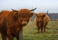 Long-haired Scottish highland cattle in the field Royalty Free Stock Photo