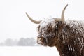 Scottish highland cow in the snow Royalty Free Stock Photo